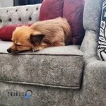 پانسیون سگ آلن بابل