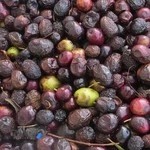 زیتون نصیری