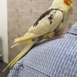 Novin Pet Cllinic کلینیک دامپزشکی نوین