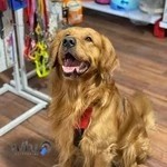 کلینیک دامپزشکی ماهرویان