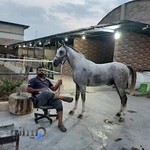 باشگاه سوارکاری ناصری