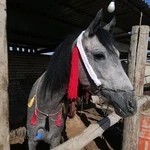 هیئت سوارکاری استان خوزستان