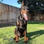 باشگاه اسب سواری نیک روان