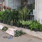 سرای گل طاها