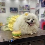 کلینیک دامپزشکی دکتر جبارپور