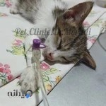 کلینیک اختصاصی دامپزشکی دکتر مرادی