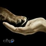 کلینیک حیوانات خانگی ارومیه