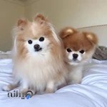 کلینیک دامپزشکی سهند