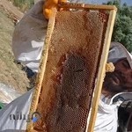 ارگانیک زلال