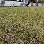 باشگاه کمانداران طبرستان