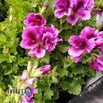 گل و گیاه انگور