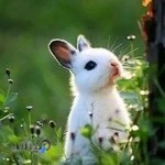 پت شاپ فردوس شرق