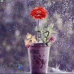 پارک حسین سیدی