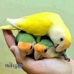 اغذیه سلف ساندویچ
