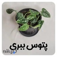 گل و گیاه اپارتمانی تی گل