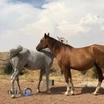 باشگاه سوارکاری دراک