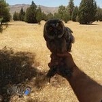 کلینیک پرندگان شیراز