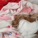 اتوگالری یاشار