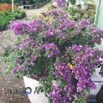 نهالستان هزارباغ قصرالدشت نوروزی