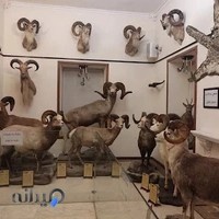 موزه حيات وحش وکیل آباد