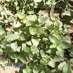 آموزشگاه زبان و علمی ویرا