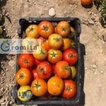 Gromita trading company