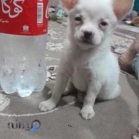 درمانگاه دامپزشکی دانشگاه مشهد