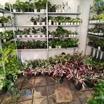 گل و گیاه آپارتمانی سبزربا sabzroba