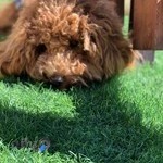 پلی کلینیک دامپزشکی رویال ROYAL VETERINARY POLYCLINIC