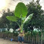 گلخانه نازگل و سوگل