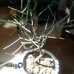 گل فروشی ملل