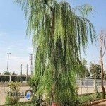 باشگاه سوارکاری شهامتی