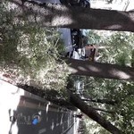 ساینا سیر سپاهان