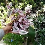 گلخانه سُرور