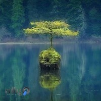 نمایشگاه اتومبیل طلوع