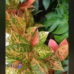 سینما مهتاب