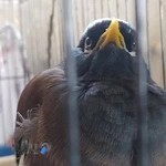 کلینیک دامپزشکی پارسیان