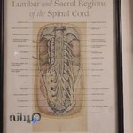 دکتر محمد تقی معینی پور