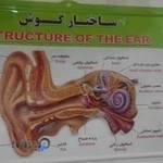 شنوایی سنجی پژواک(ظهیری)