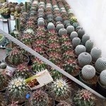 کاکتوسکده همدانا