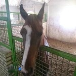 باشگاه سوارکاری پردیس