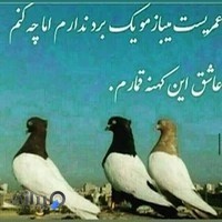 پرنده فروشی نیما