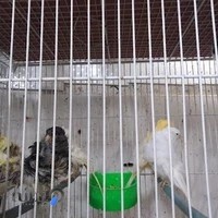 پرنده سرای پرستیژ