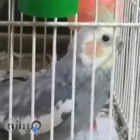 پرنده سرای رنگارنگ