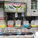 دنیای پرندگان زینتی