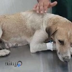 کلینیک دامپزشکی راستین اسلامشهر