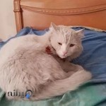 Peyman Veterinary Hospital 🐈