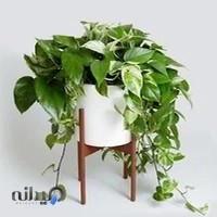 دکتر امید قنایی