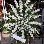 گلسرای گل گندم