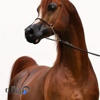 باشگاه سوارکاری آراز